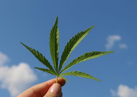 CBD et Marijuana – Quelles différences ?